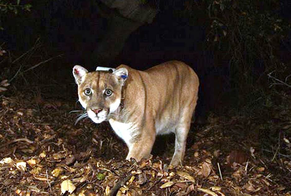 Hollywood's most famous mountain lion, P-22, to be captured after dog  attacks - mlive.com