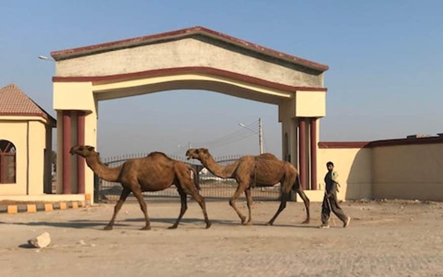 A person walking with camels  Description automatically generated with low confidence