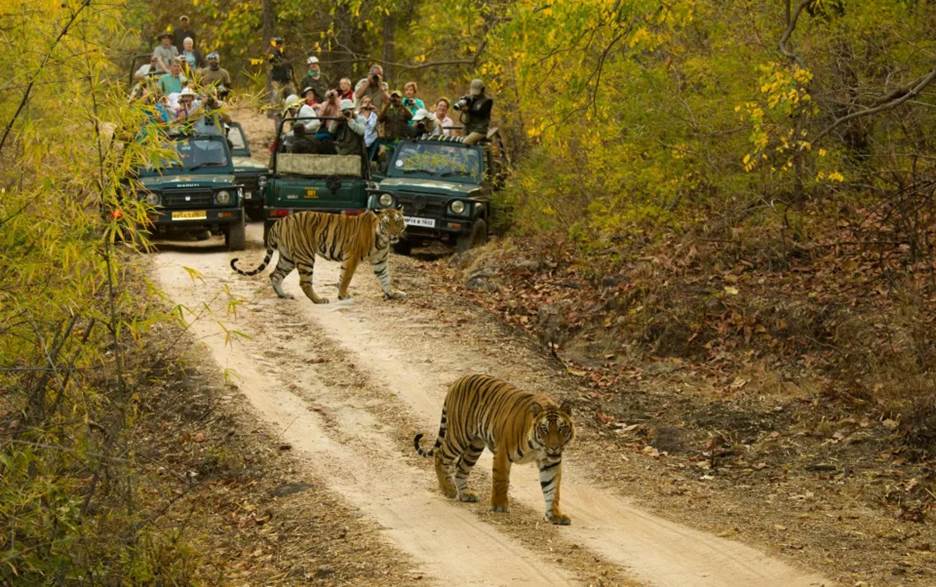 Bengal tigers in Bandhavgarh National Park - Getty