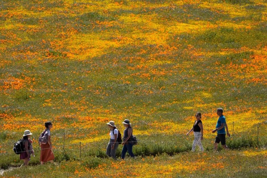 <em>Visitors walk on a pathway amid fields of blooming flowers at the Antelope Valley California Poppy Reserve on April 10 in Lancaster, Calif. (AP Photo/Marcio Jose Sanchez)</em>