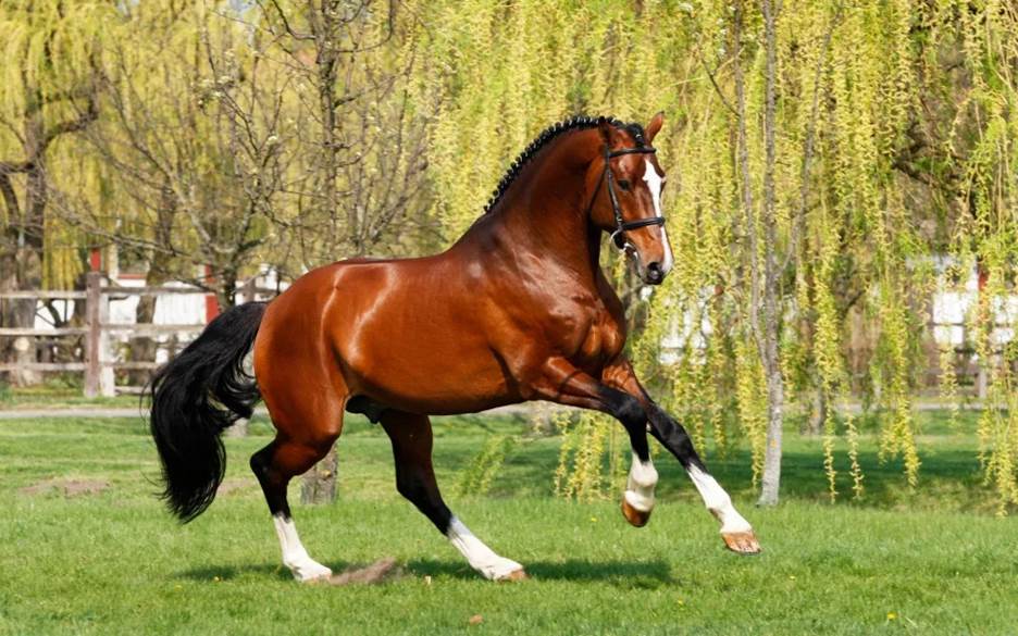 A Holsteiner stallion was one of the breeds on Elizabeth II's gift list - Somogyvari