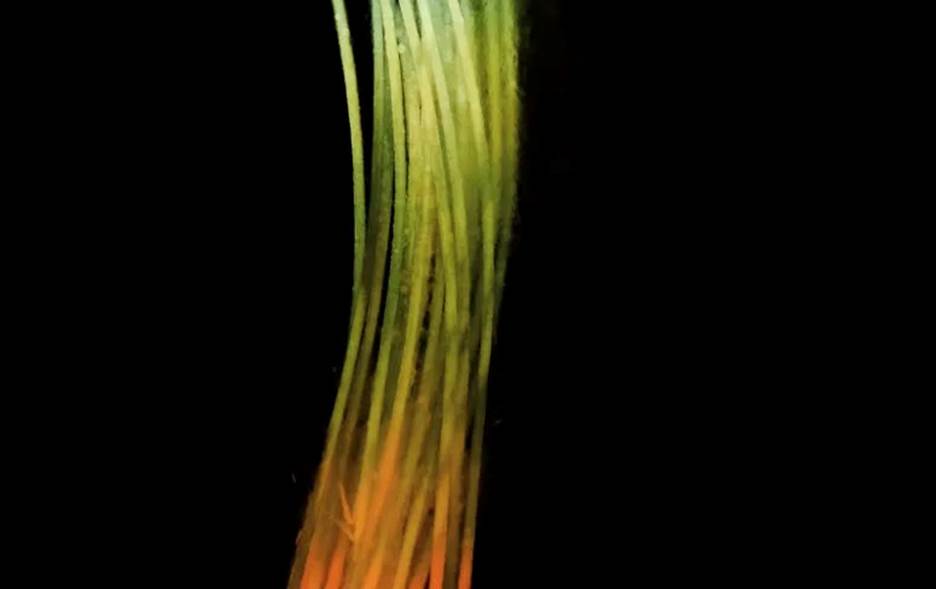 Zoomed in shot of a human hair.