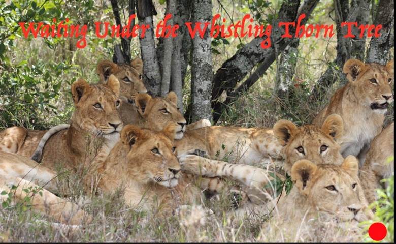 A group of lions lying in the grass  Description automatically generated