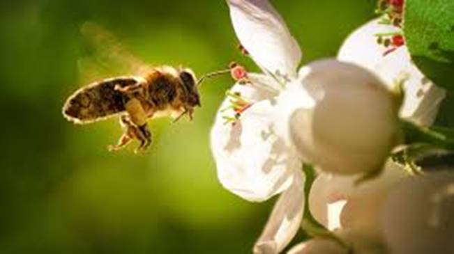 The Spiritual Importance of Honeybees - Guideposts