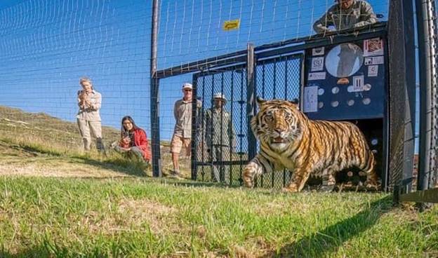 A tiger in a cage  Description automatically generated