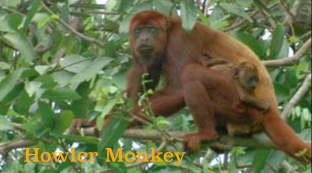 A monkey sitting on a tree branch  Description automatically generated