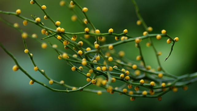 A close-up of a plant Description automatically generated with low confidence