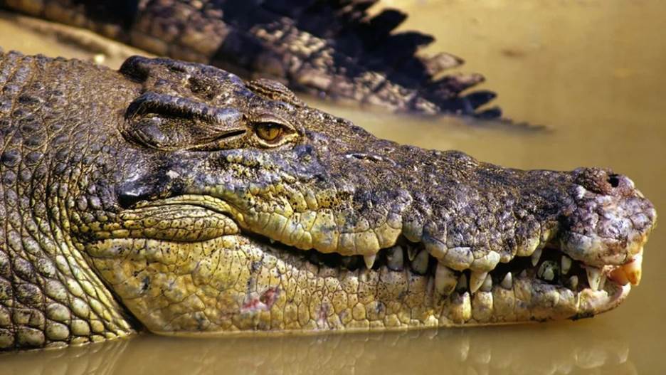 Saltwater crocodile