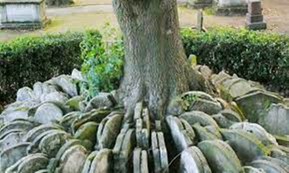 Gravestone-encircled 'Hardy Tree' falls in London | Thomas Hardy | The  Guardian