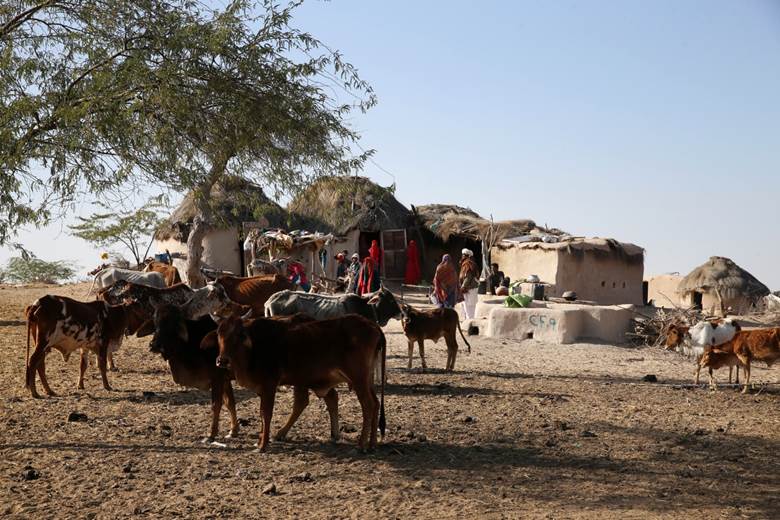 Rohi community living in the Cholistan Desert of Pakistan do not leave their ancestral lands despite harsh conditions