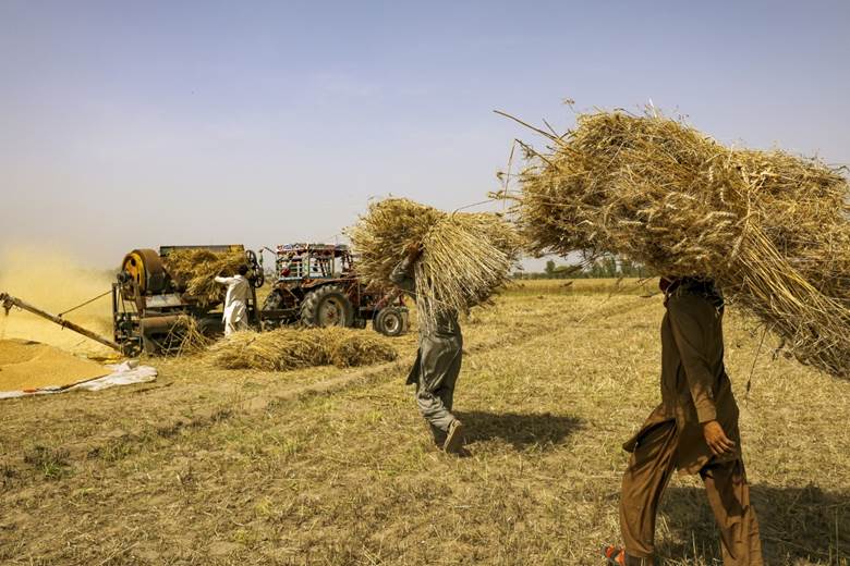 Wheat Harvesting In Pakistan