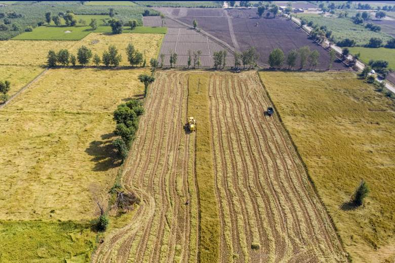 Rice Production as Pakistan Seeks to Boost Exports