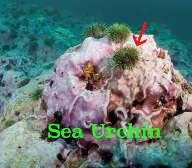 A close-up of a coral reef Description automatically generated
