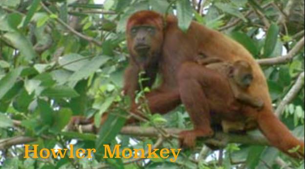 A monkey sitting on a tree branch Description automatically generated