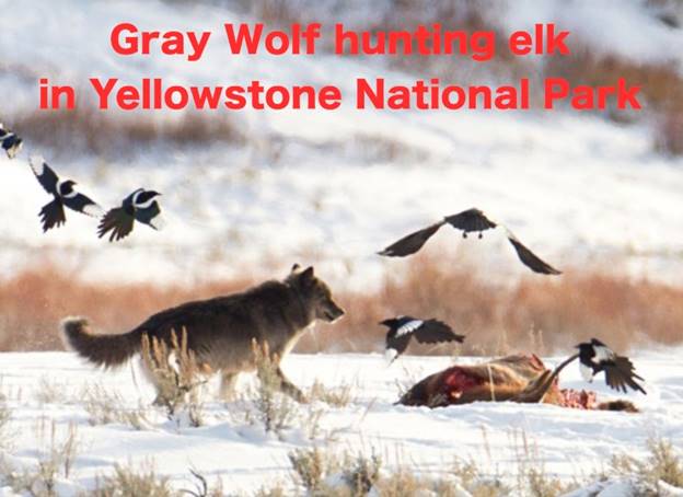 A wolf and birds in the snow Description automatically generated