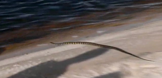 A snake on the sand Description automatically generated