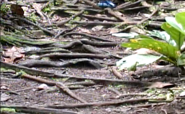 Close-up of a forest floor Description automatically generated