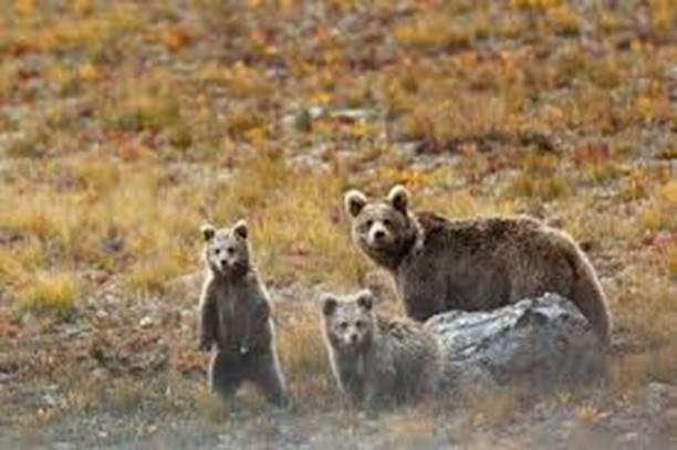 Shrinking habitats, rising poaching ...