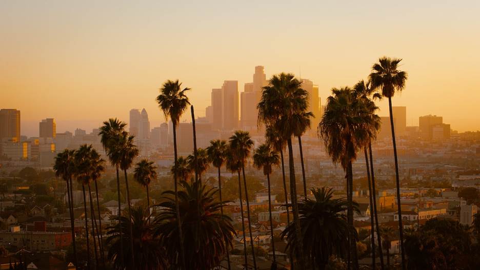 A group of palm trees with a city in the background  Description automatically generated with medium confidence