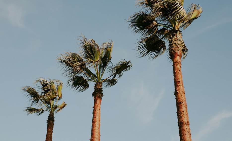 A group of palm trees Description automatically generated