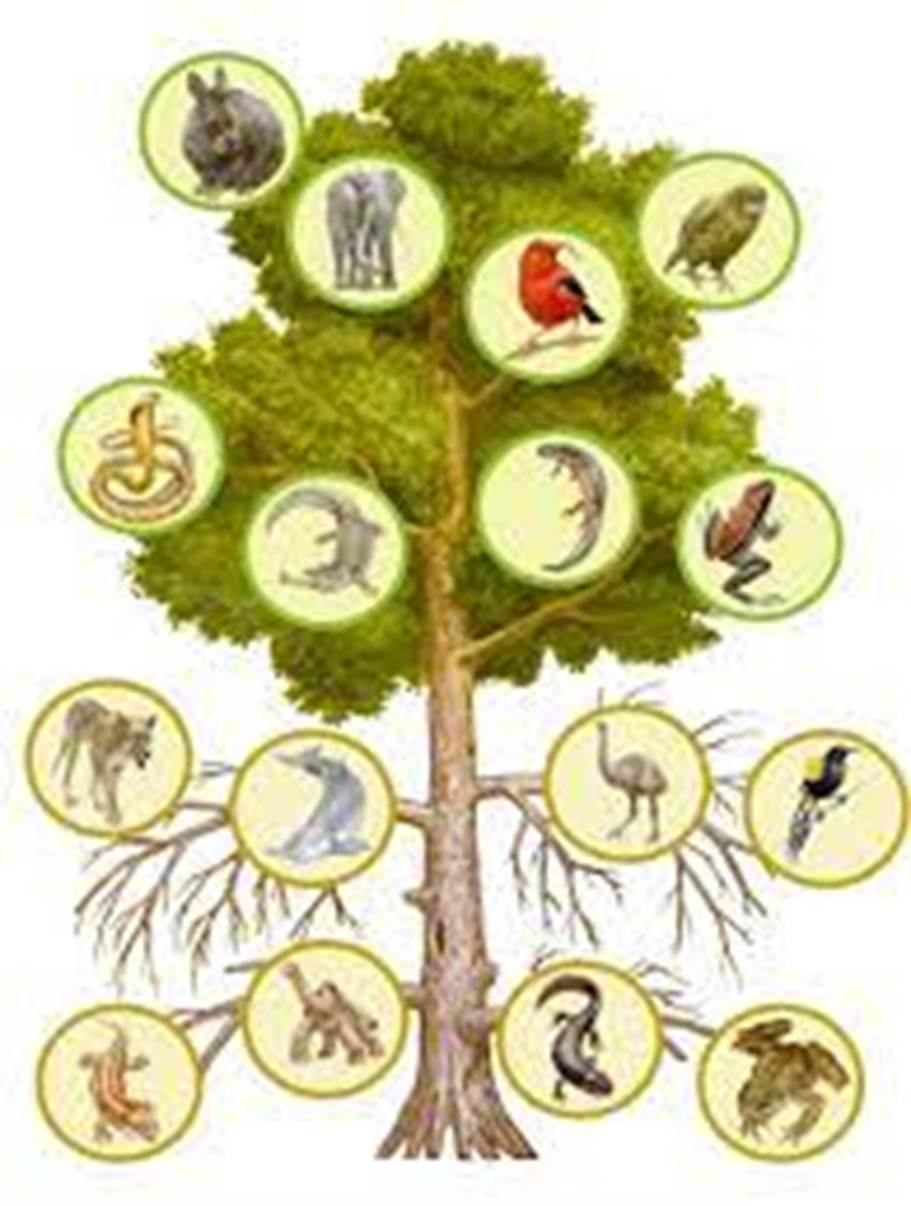 Mass Extinction: Entire Branches on Tree of Life Are Dying, Scientists Warn : ScienceAlert