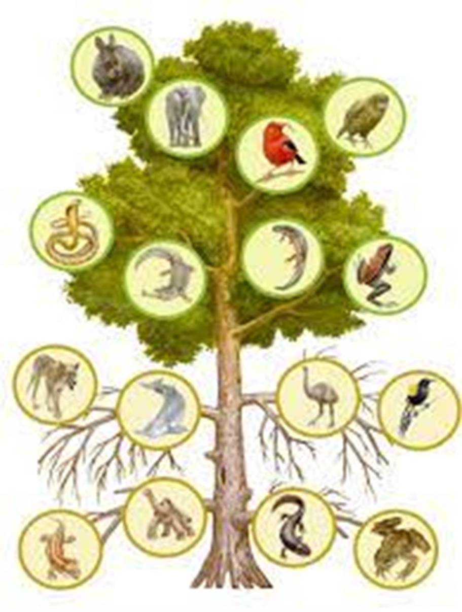 Mass Extinction: Entire Branches on Tree of Life Are Dying, Scientists Warn  : ScienceAlert