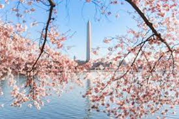 Guide to the National Cherry Blossom Festival in Washington, DC