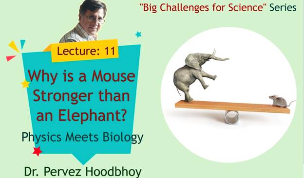 A person standing on a seesaw and a elephant on a seesaw Description automatically generated