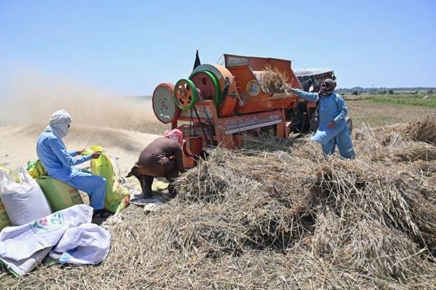 Three Pakistani farm workers stand in a wheat field, feeding piles of cut wheat into a mechanical thresher. One of the workers is resting on a bag of threshed wheat, preparing another empty bag. The sky overhead is blue and clear, and a ridge of trees is visible far in the distance.